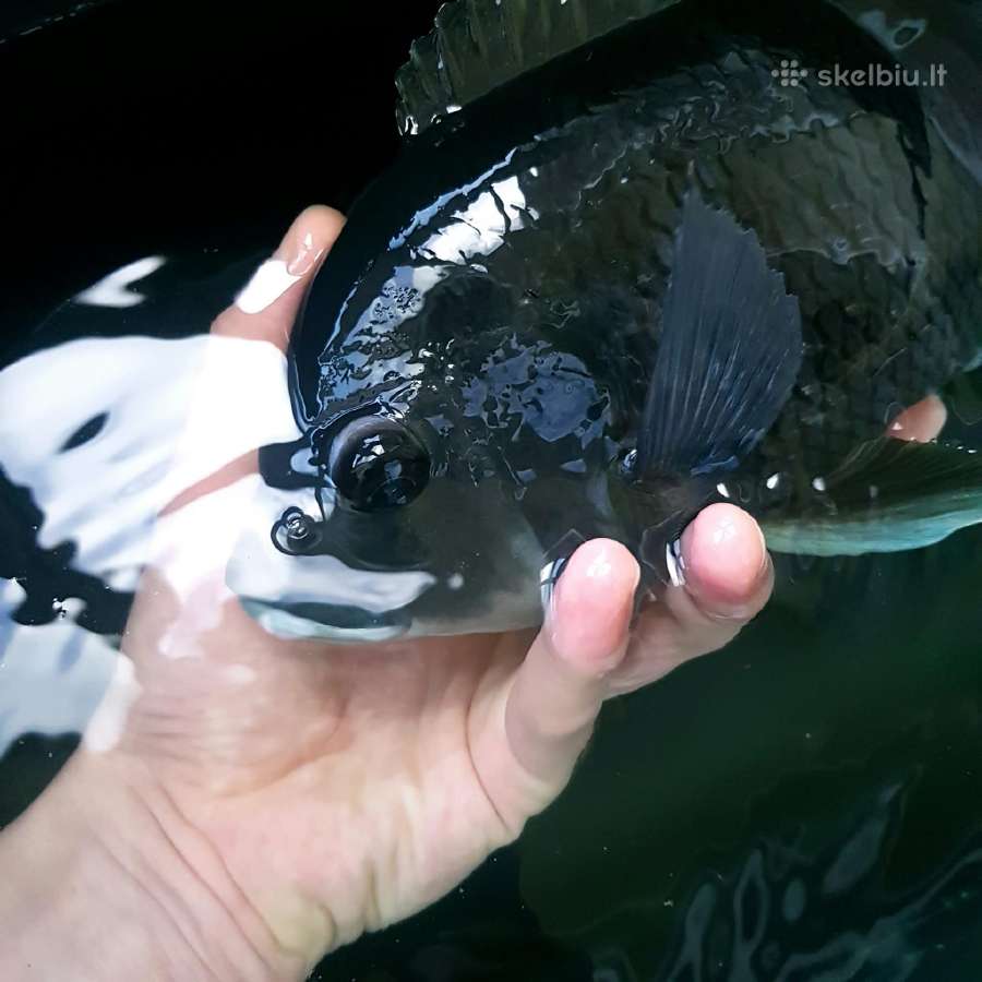 Zebrinė tiliapija (Heterotilapia buttikoferi) - nuotraukos Nr. 4