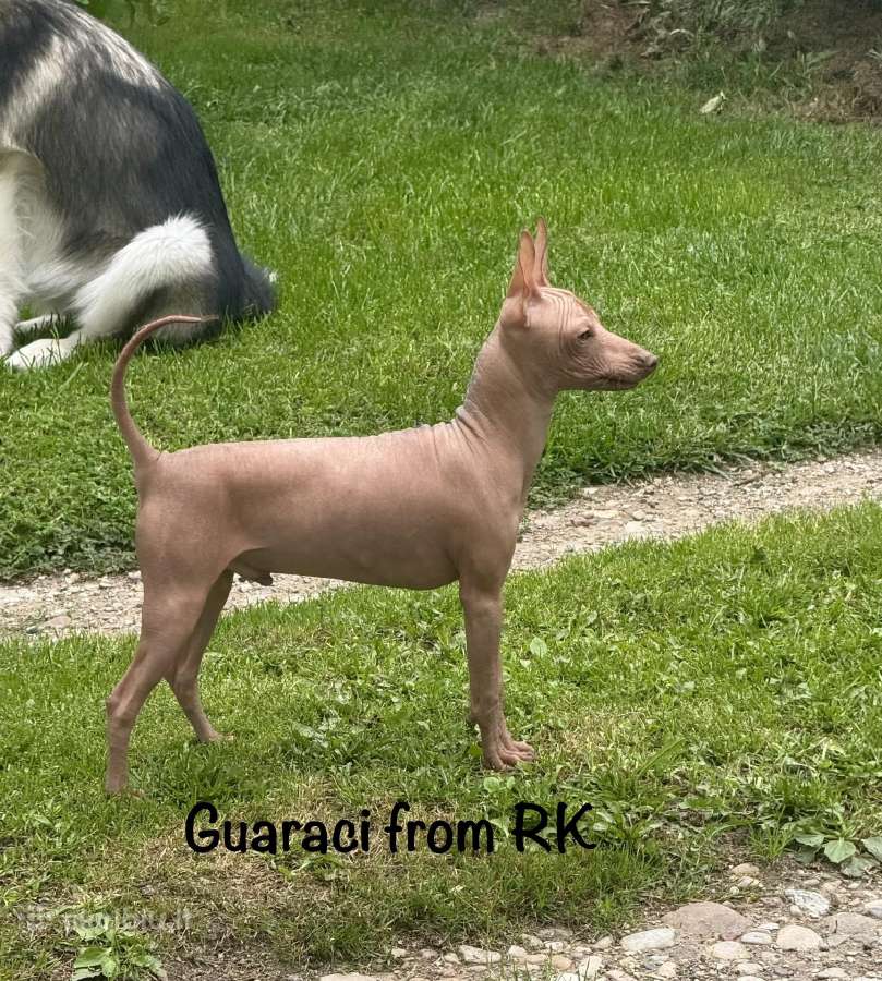 Meksikos plikasis šuo - nuotraukos Nr. 6