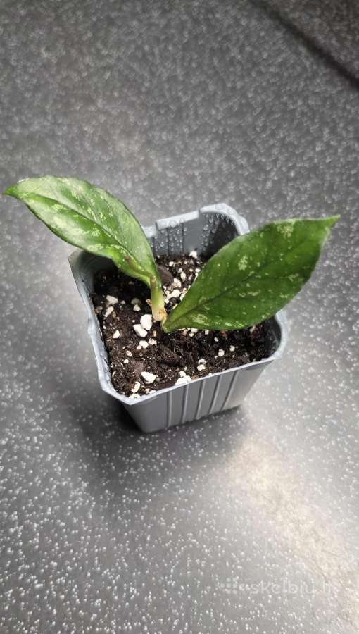 Vaškuolė hoya crassipetiolata - nuotraukos Nr. 2