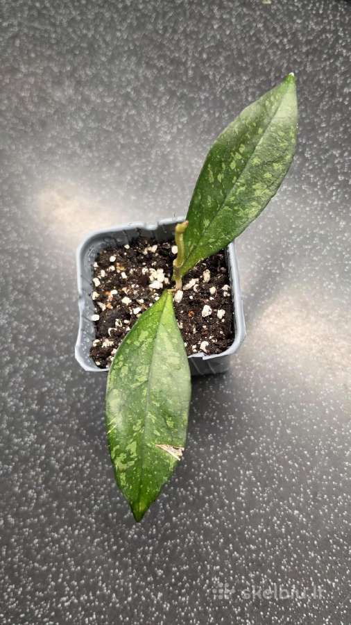 Vaškuolė hoya crassipetiolata - nuotraukos Nr. 3