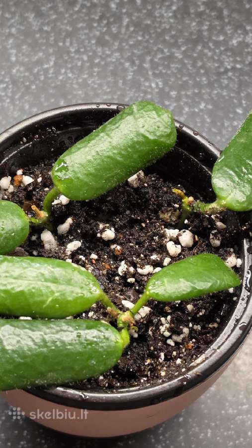 Vaškuolė hoya rotundiflora - nuotraukos Nr. 2