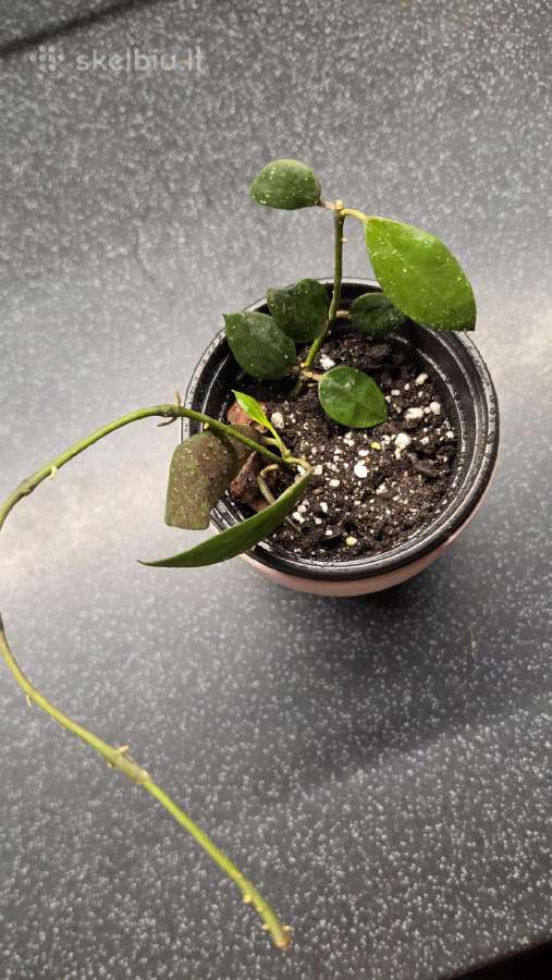 Vaškuolė hoya walliniana - nuotraukos Nr. 2