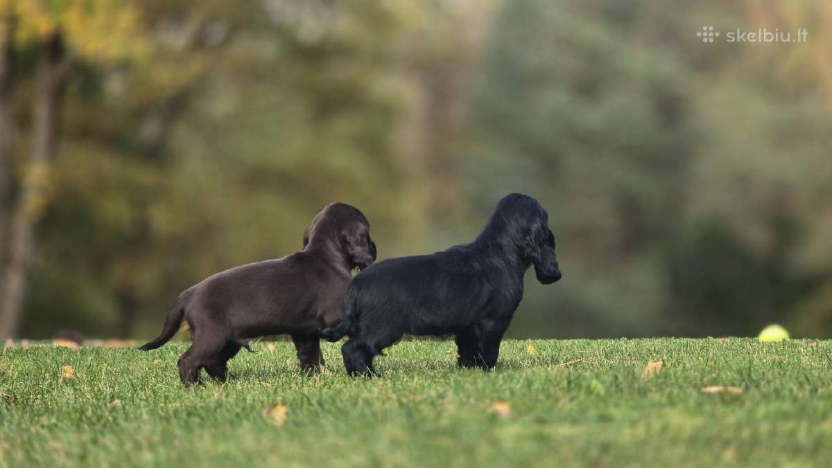Cocker spanieliaus patinukas ir kalytė - nuotraukos Nr. 2