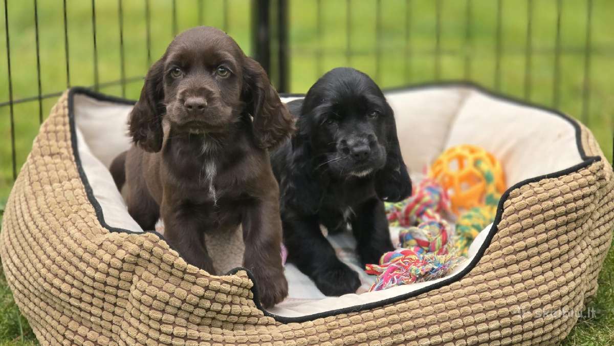 Cocker spanieliaus patinukas ir kalytė - nuotraukos Nr. 3