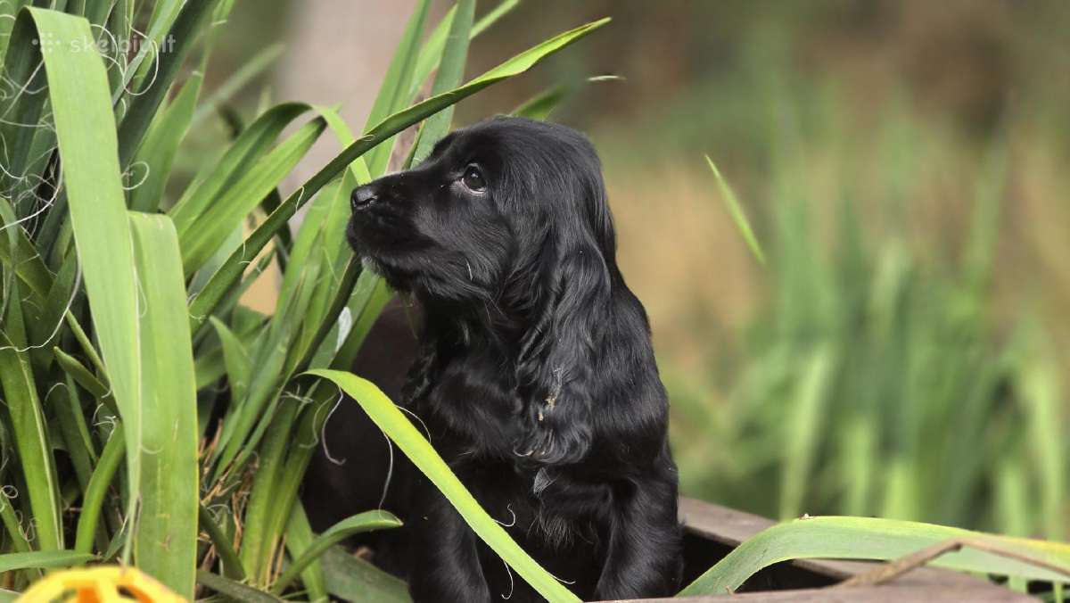 Cocker spanieliaus patinukas ir kalytė - nuotraukos Nr. 4