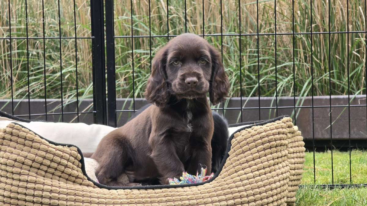 Cocker spanieliaus patinukas ir kalytė - nuotraukos Nr. 5