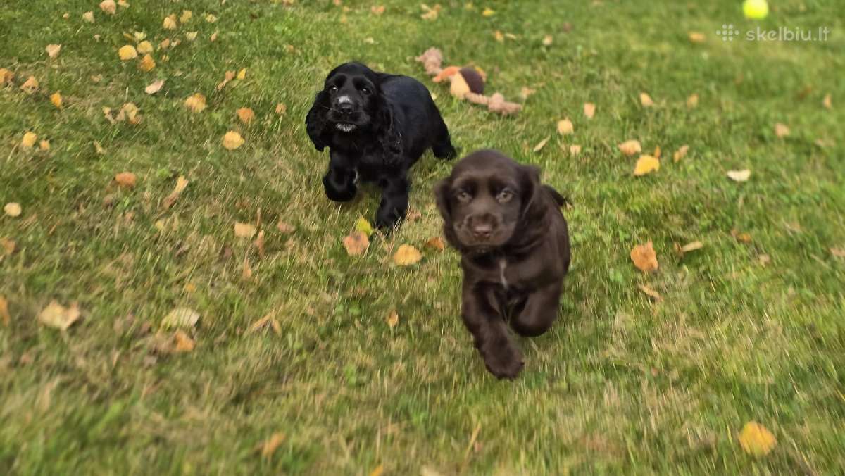 Cocker spanieliaus patinukas ir kalytė - nuotraukos Nr. 6