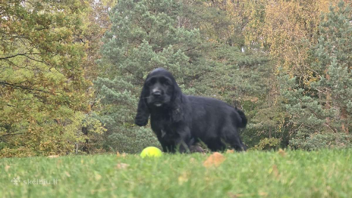 Cocker spanieliaus patinukas ir kalytė - nuotraukos Nr. 7