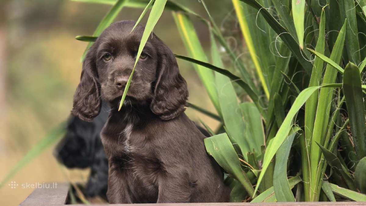 Cocker spanieliaus patinukas ir kalytė - nuotraukos Nr. 8