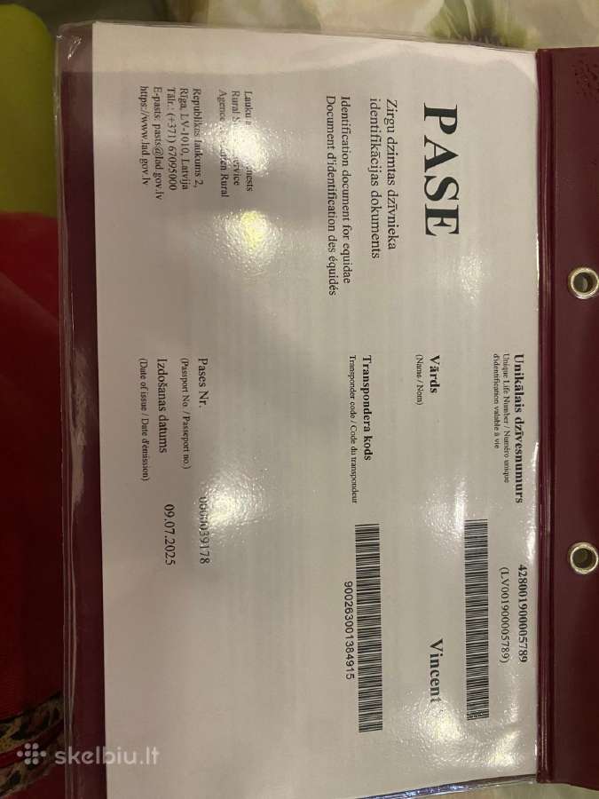Baltijos honover erzilas vincent - nuotraukos Nr. 3