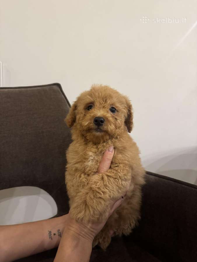 Cockapoo berniukai - nuotraukos Nr. 2