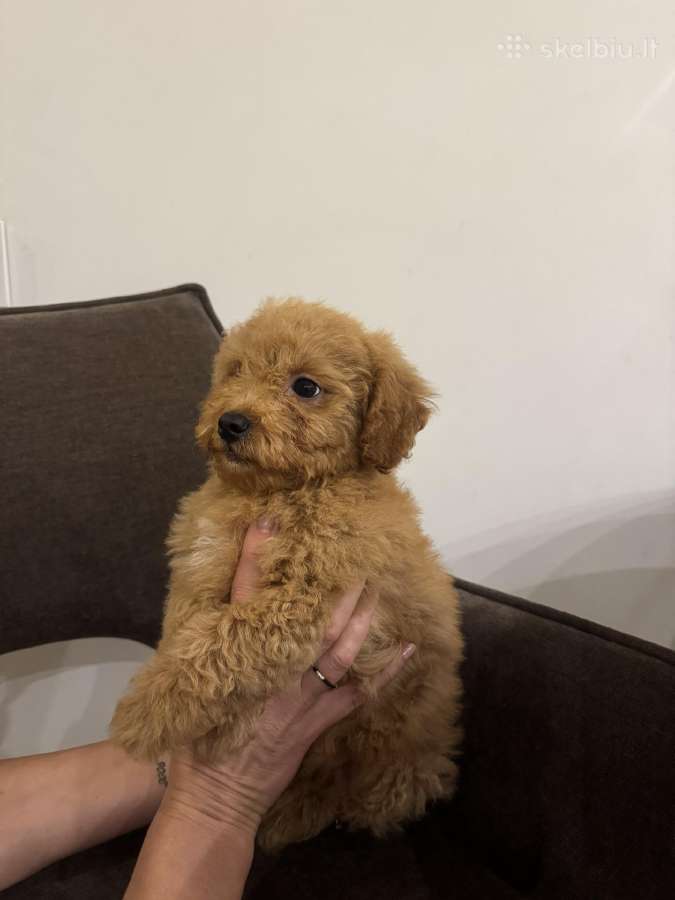Cockapoo berniukai - nuotraukos Nr. 3