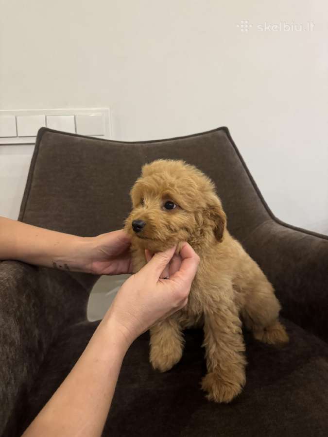 Cockapoo berniukai - nuotraukos Nr. 4