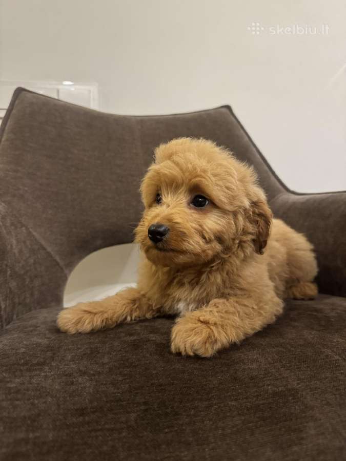 Cockapoo berniukai - nuotraukos Nr. 5