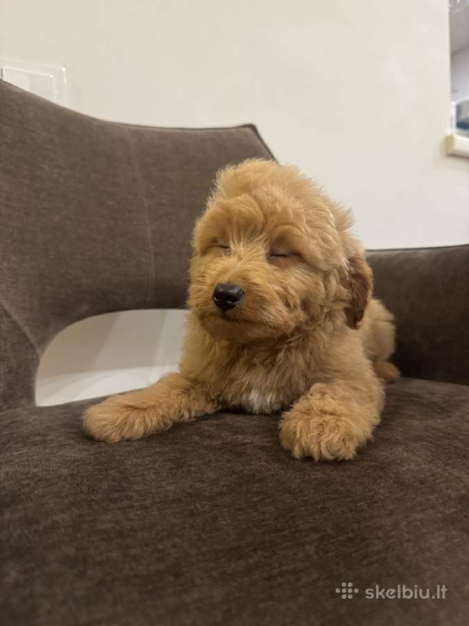 Cockapoo berniukai - nuotraukos Nr. 6