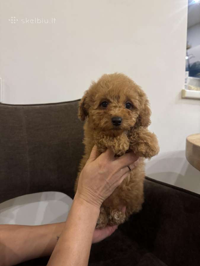 Cockapoo berniukai - nuotraukos Nr. 7