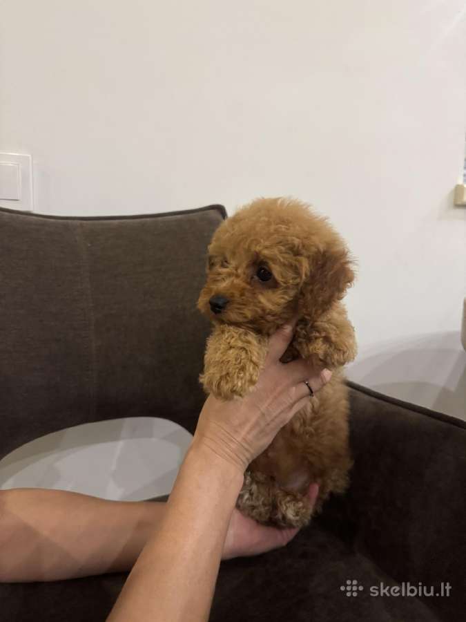 Cockapoo berniukai - nuotraukos Nr. 8