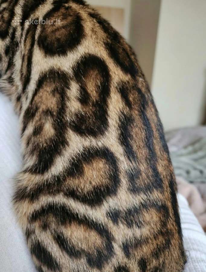 Elegantiška ir meili Bengal veislės sesė ir brolis - nuotraukos Nr. 9
