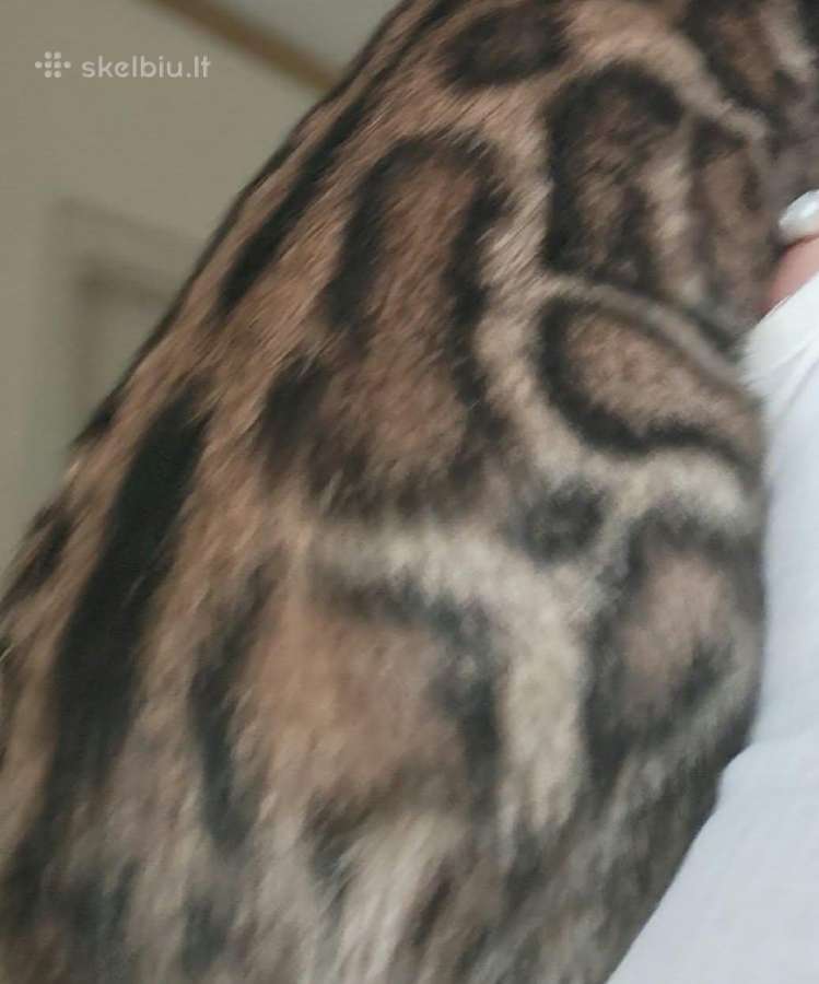 Elegantiška ir meili Bengal veislės sesė ir brolis - nuotraukos Nr. 10
