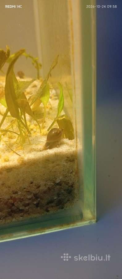 Sraiges akvariumui po 50ct vnt - nuotraukos Nr. 3