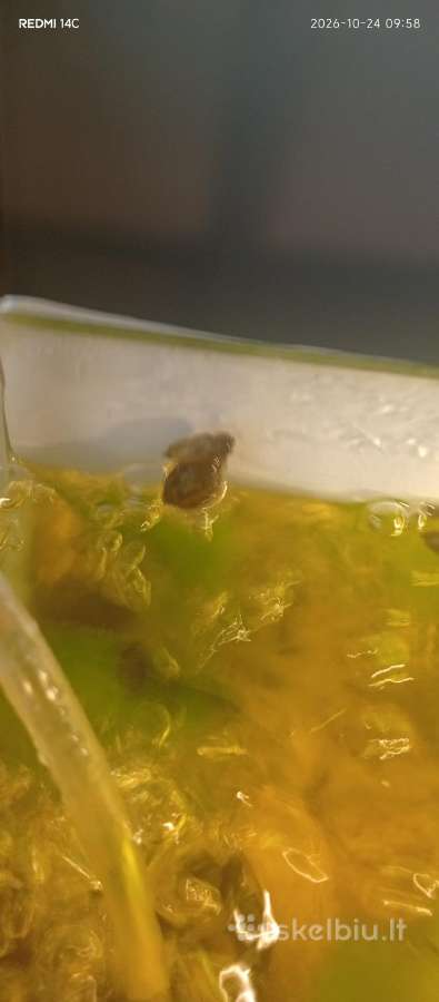 Sraiges akvariumui po 50ct vnt - nuotraukos Nr. 4