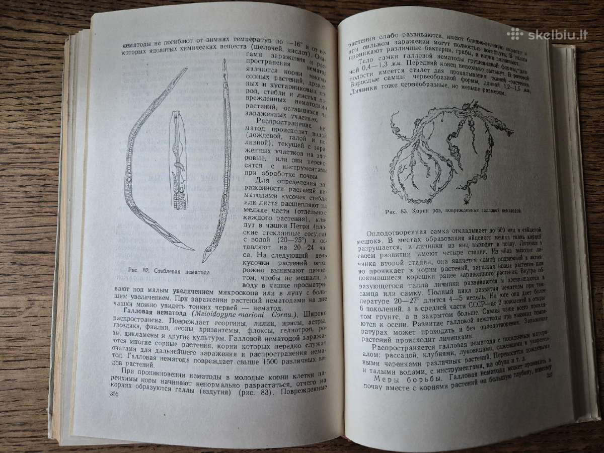 Многолетние цветы открытого грунта (rusų k.) - nuotraukos Nr. 5