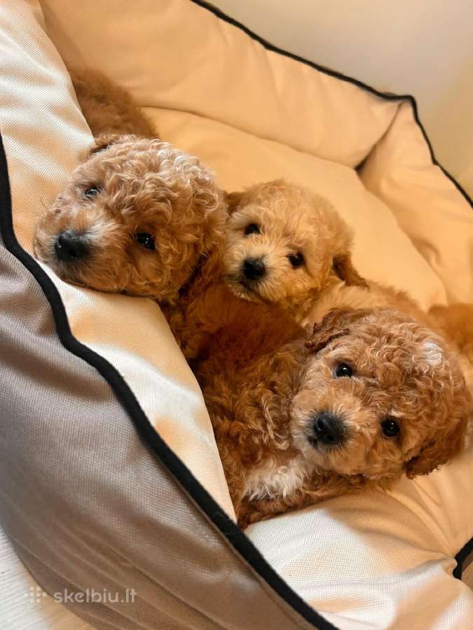 Maltipoo - nuotraukos Nr. 2