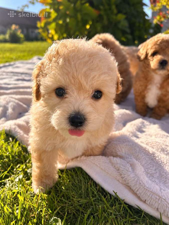 Maltipoo - nuotraukos Nr. 3