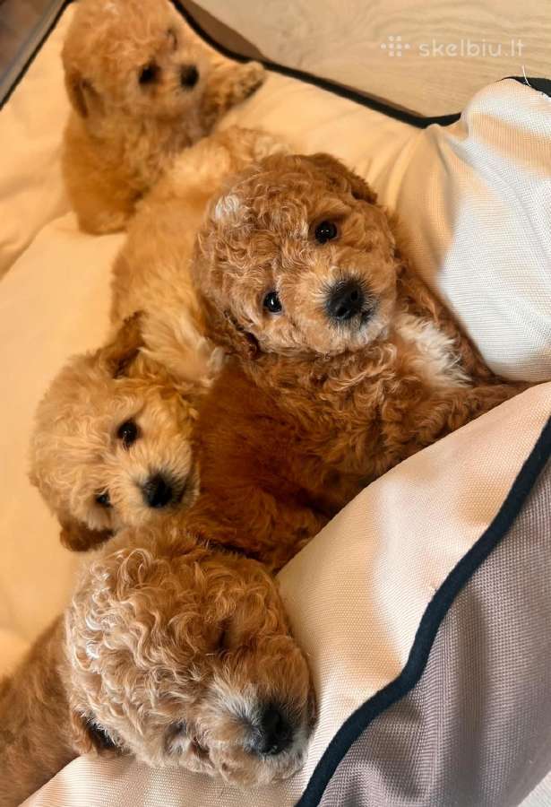 Maltipoo - nuotraukos Nr. 4