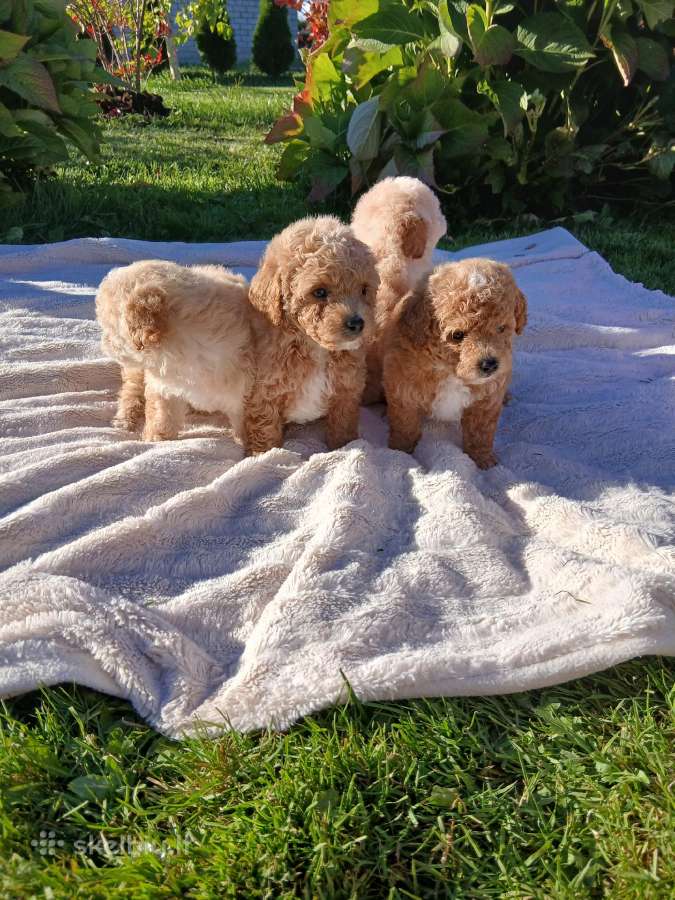 Maltipoo - nuotraukos Nr. 5