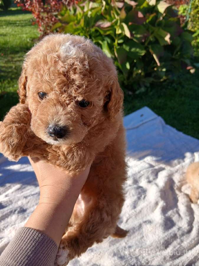 Maltipoo - nuotraukos Nr. 6
