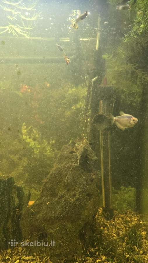 200l akvariumas su žuvytėmis - nuotraukos Nr. 2