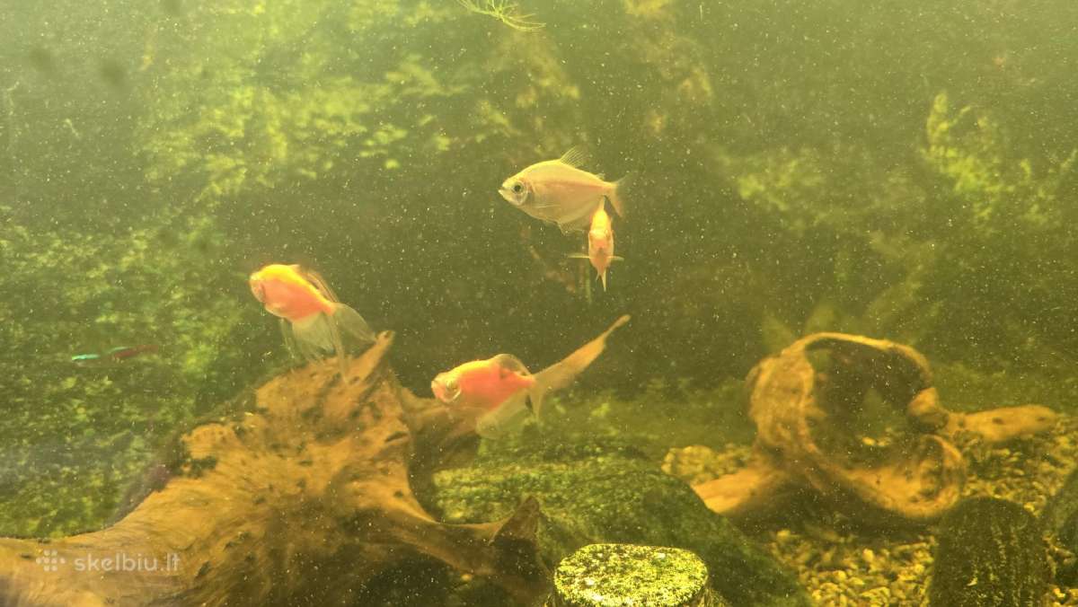 200l akvariumas su žuvytėmis - nuotraukos Nr. 3