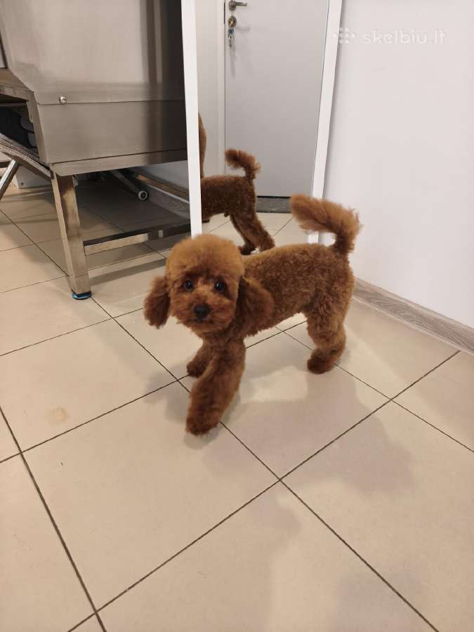 Nykštukinis pudeliukas - nuotraukos Nr. 4