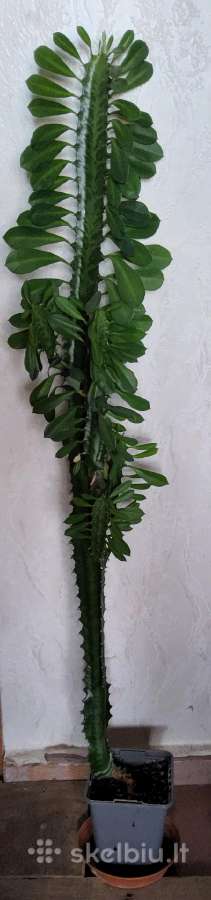 Tribriaunė karpažolė (Euphorbia trigona) - nuotraukos Nr. 2