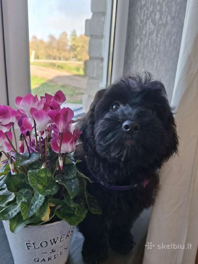 Cavapoo - nuotraukos Nr. 2