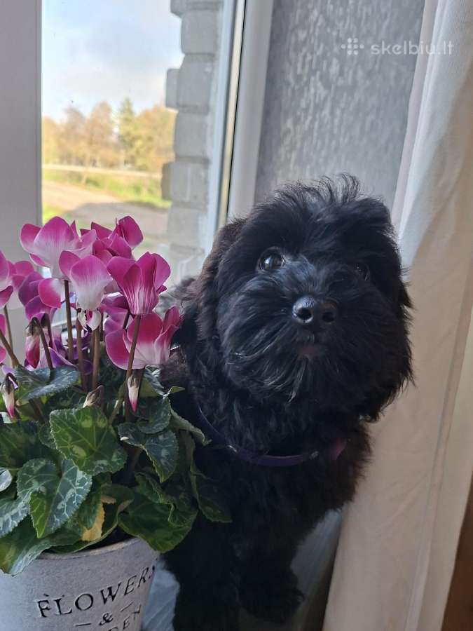 Cavapoo - nuotraukos Nr. 4