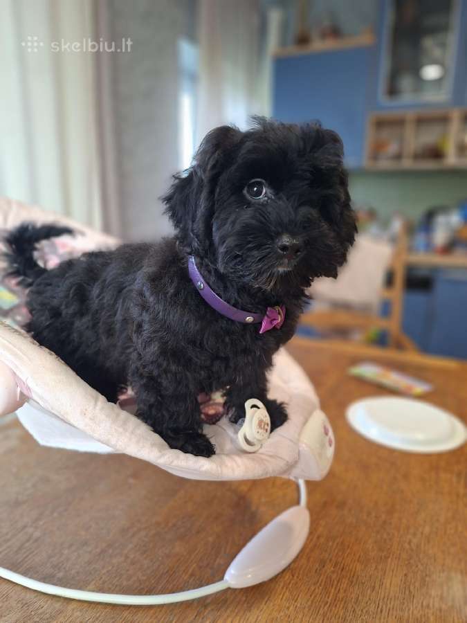 Maltipoo - nuotraukos Nr. 3