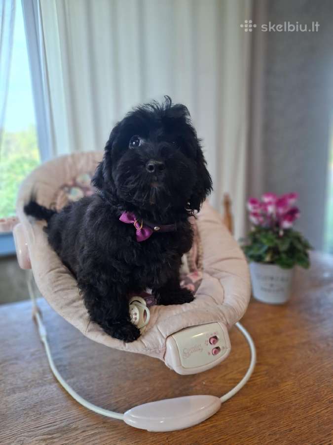 Cavapoo - nuotraukos Nr. 7