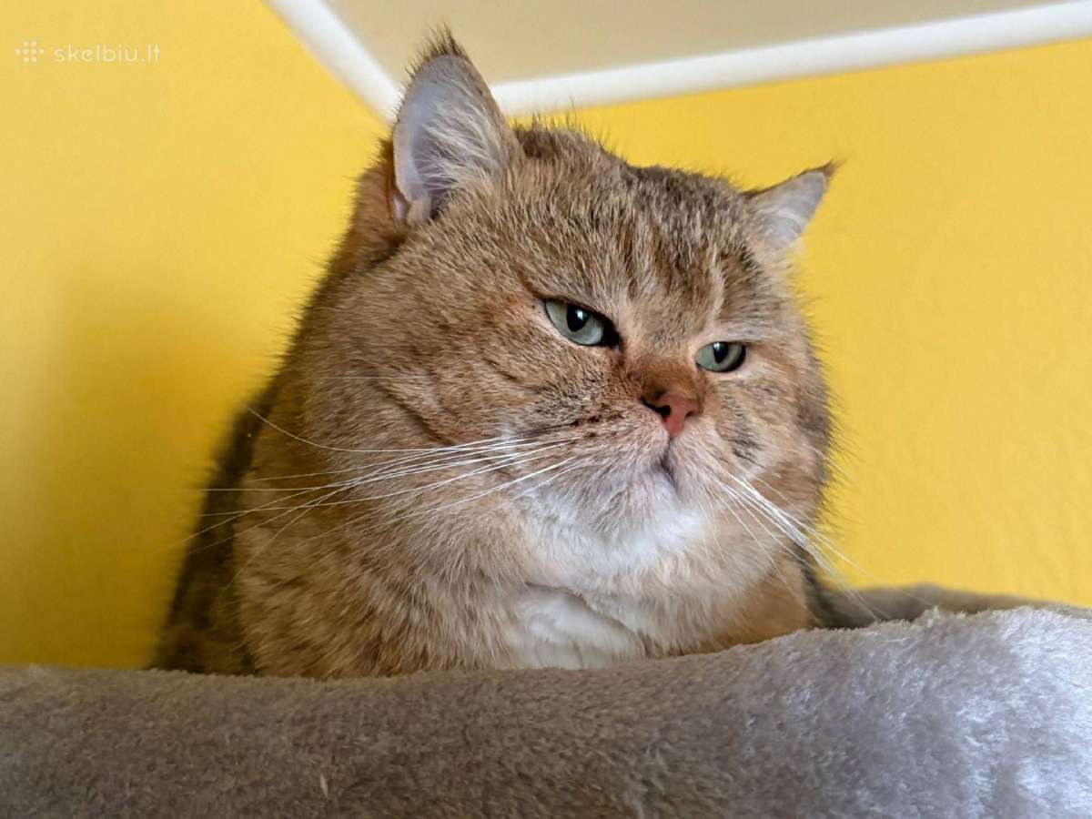 British shorthair - nuotraukos Nr. 18
