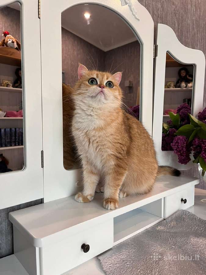 British shorthair - nuotraukos Nr. 19