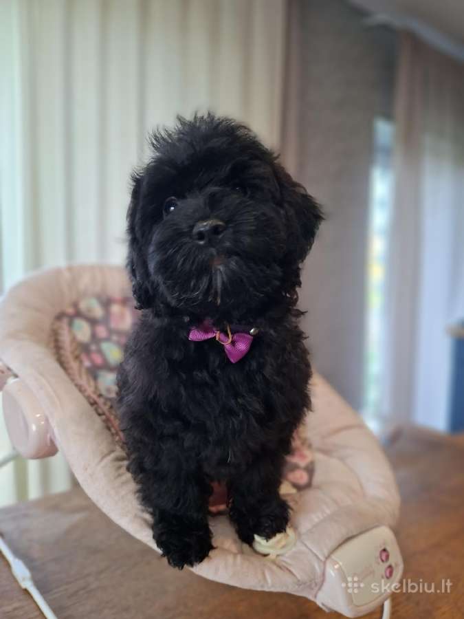 Maltipoo - nuotraukos Nr. 5