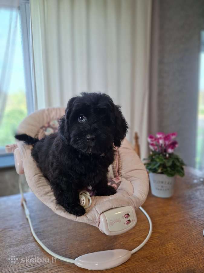 Cavapoo - nuotraukos Nr. 12