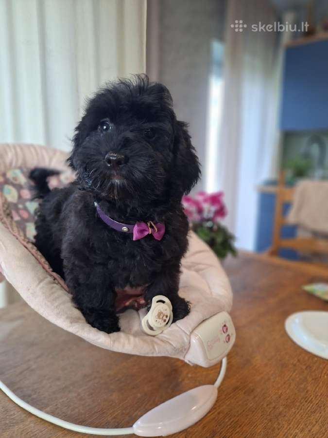 Maltipoo - nuotraukos Nr. 7