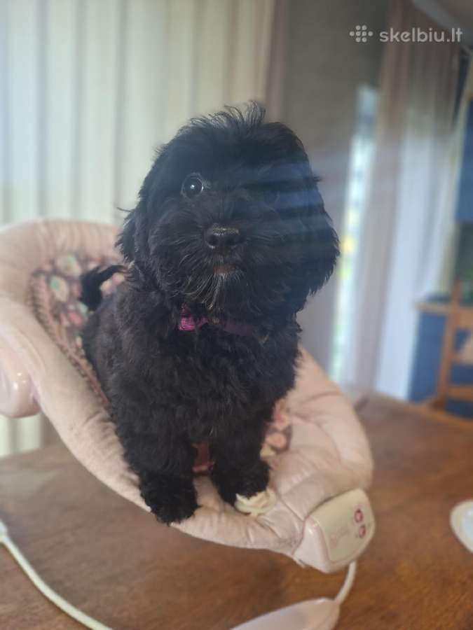 Cavapoo - nuotraukos Nr. 14