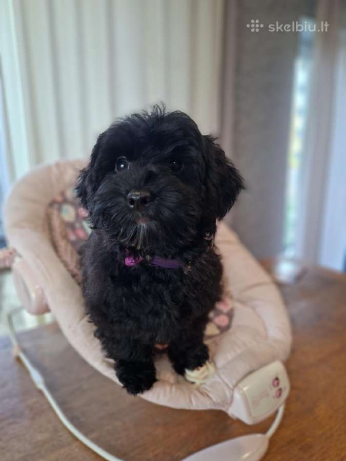 Maltipoo - nuotraukos Nr. 9