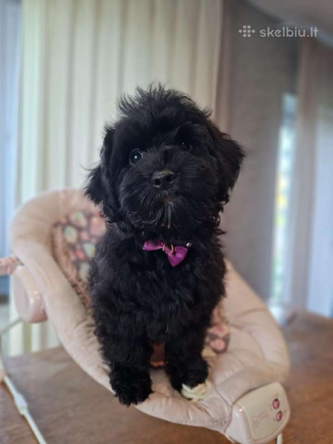 Maltipoo - nuotraukos Nr. 10