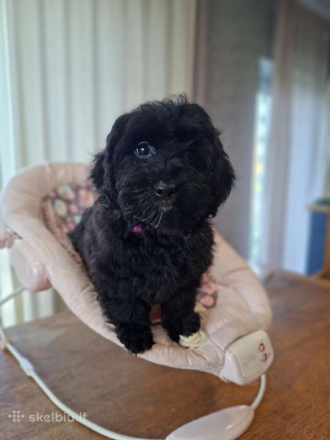 Maltipoo - nuotraukos Nr. 12