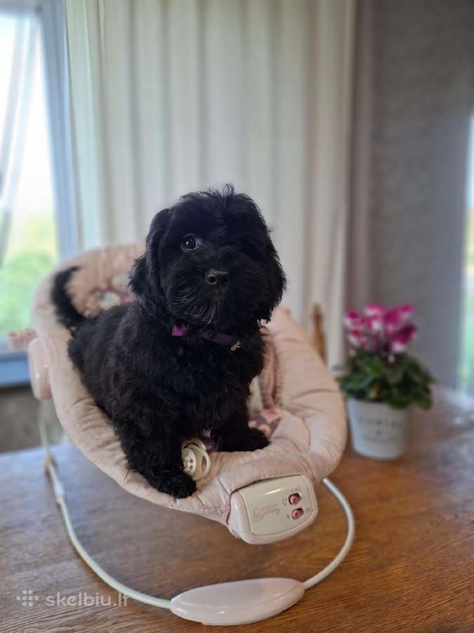 Maltipoo - nuotraukos Nr. 13
