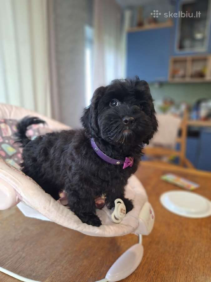 Cavapoo - nuotraukos Nr. 24